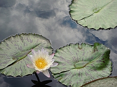 275 Longwood Gardens [2008 August 23]